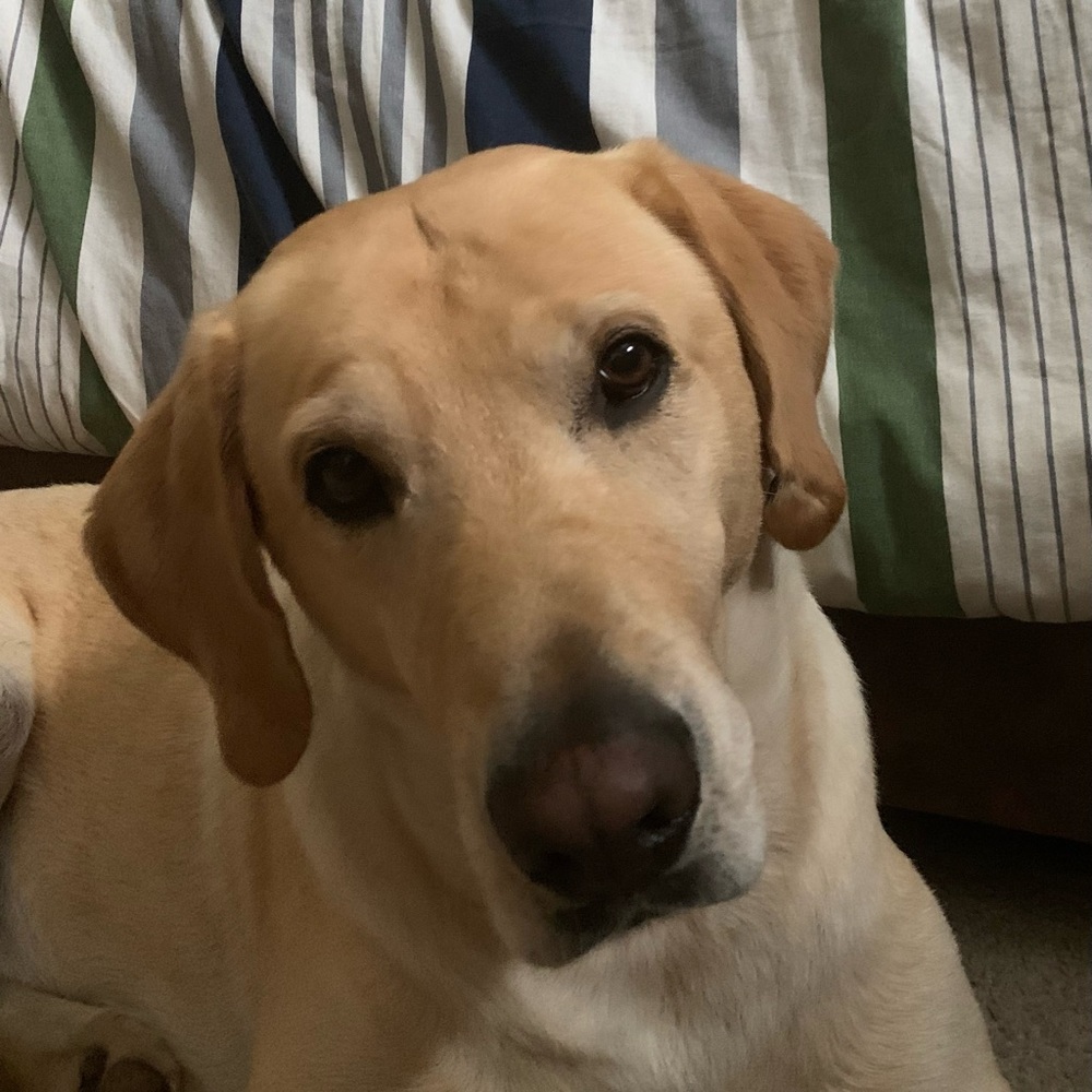 Meet your Posher, Cash